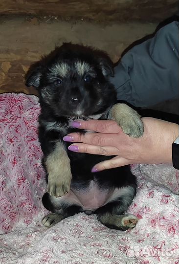 Щенки Крашской овчарки