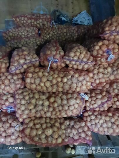 Продам картофель оптом