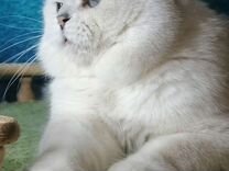 Британский кот серебристая шиншила поинт вязка