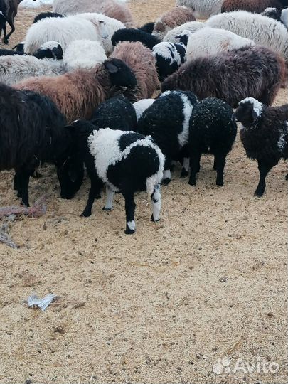 Овцы бараны