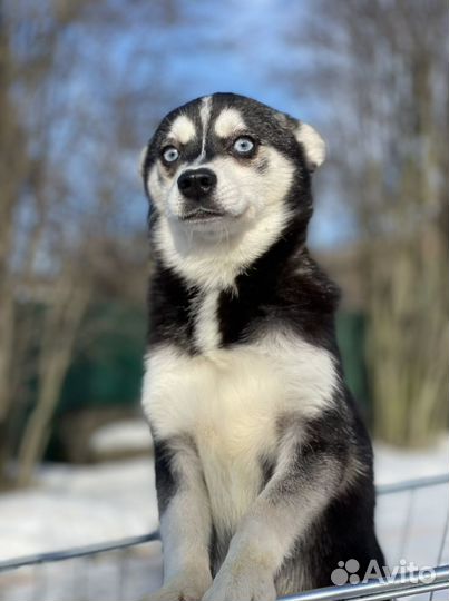 Щенки аляскинского кли кая