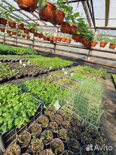 Рассада в розницу и оптом