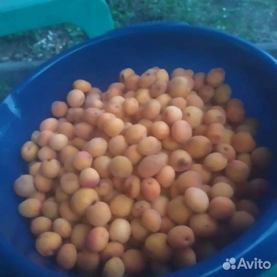 Малина: саженцы