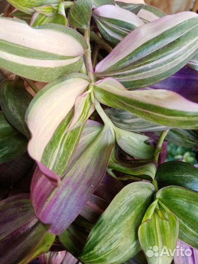 Традесканции тайские биколор и триколор