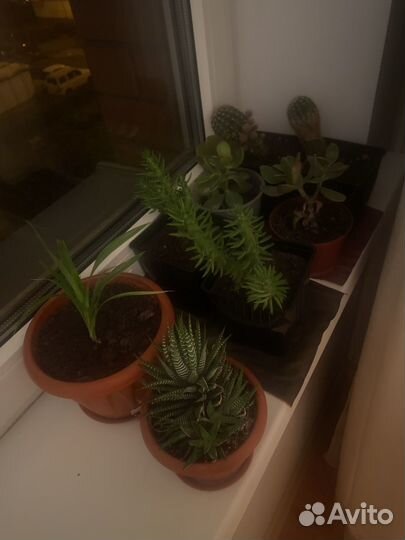 Комнатные цветы, кактус, денежное дерево и другие