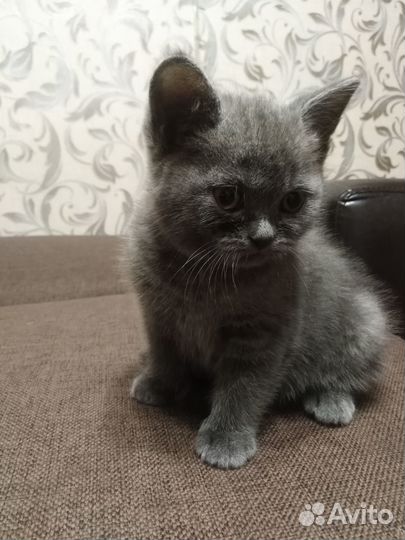 Шотландские котята