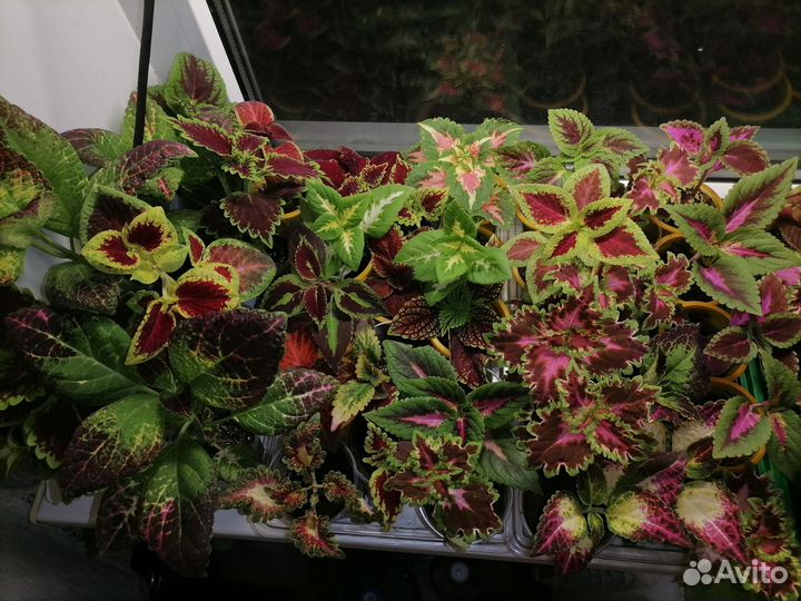 Колеусы вегетативные