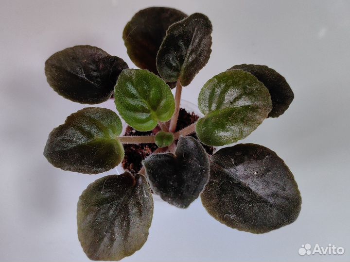 Сортовые фиалки (стандарт)