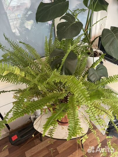 Папоротник