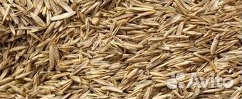 Овсяница луговая (сорт Свердловская 37 (рс1)