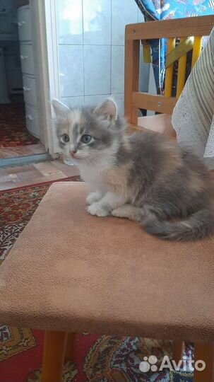 Кошки в добрые руки