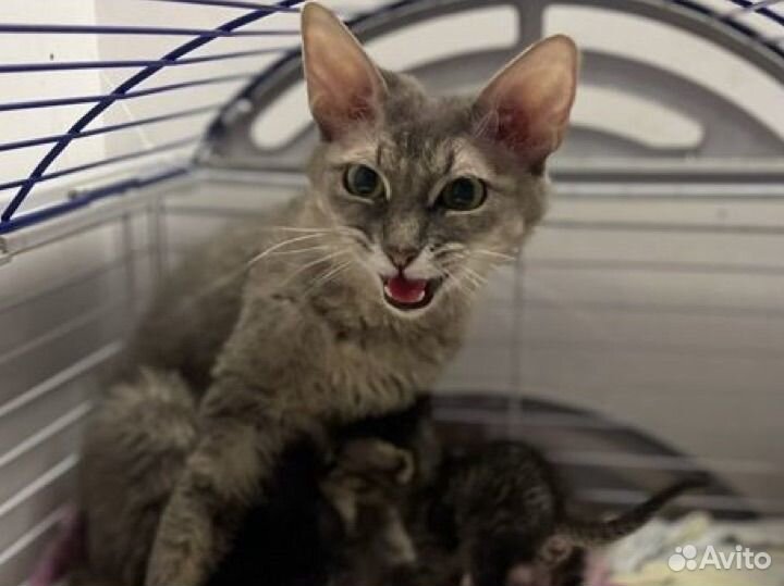 Сфинкс браш