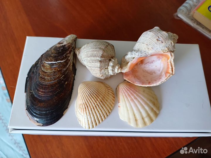 Ракушки и камешки для аквариума