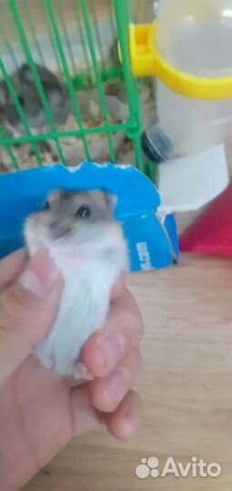 Джунгарский хомяк с клеткой