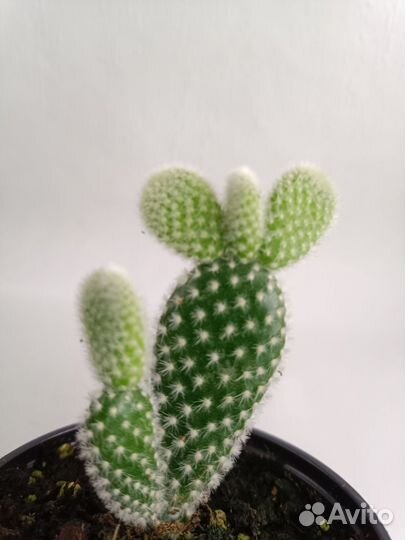 Кактусы, агава американская