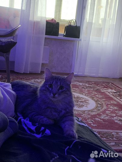 Сибирский кот