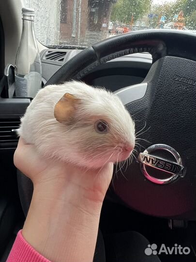 Морская свинка