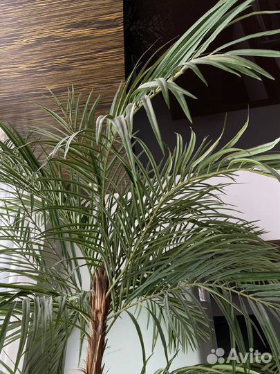 Искусственные растения для декора