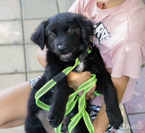 Барни ищет дом