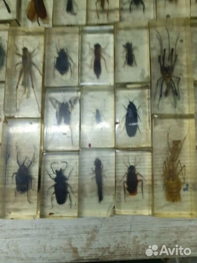 Насекомые в стекле