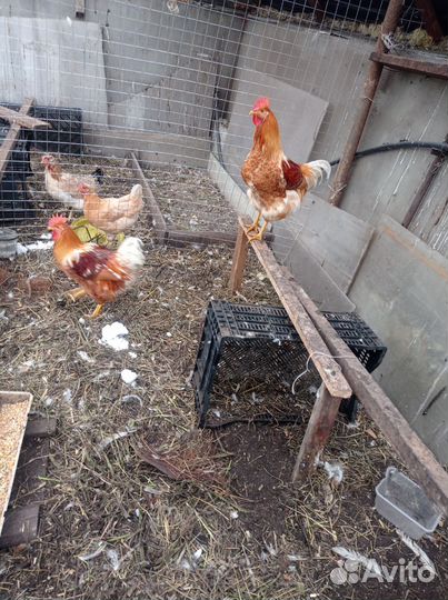 Молодые петухи