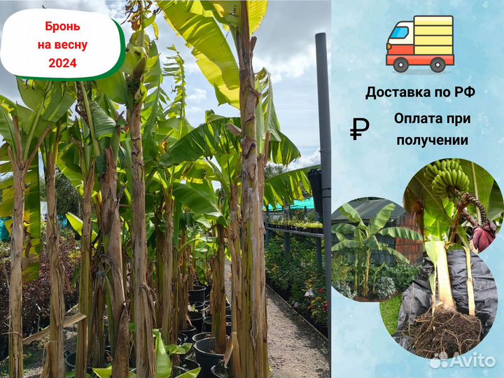 Банан Японский саженцы