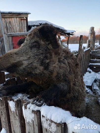 Венгерская мангалица