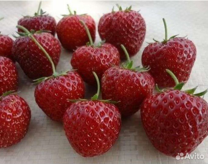 Рассада клубники