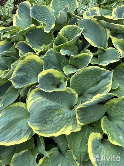 Хоста Lvory Coast.Берег слоновой кости