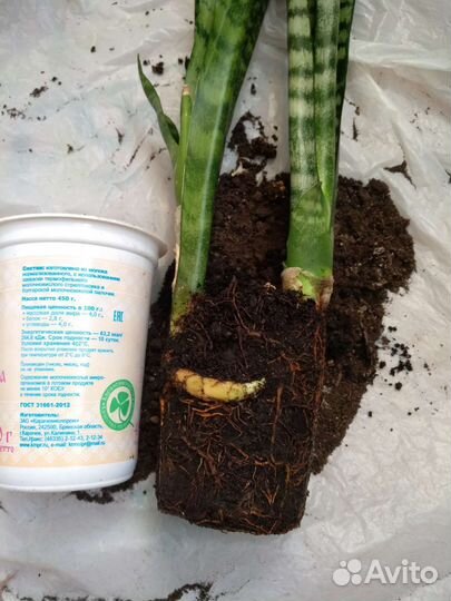 Сансевиерия