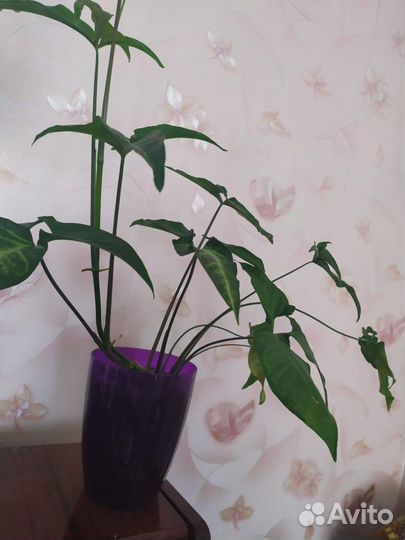 Комнатные цветы
