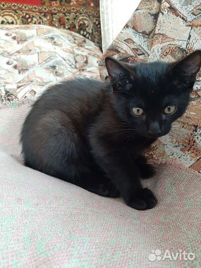 Котенок мальчик