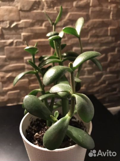 Толстянка Денежное дерево