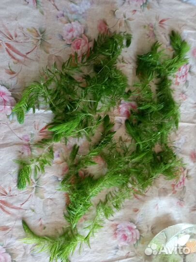 Роголистник для аквариума