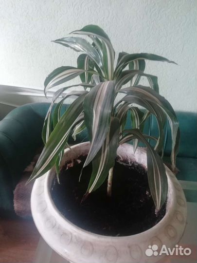 Комнатные цветы драцена