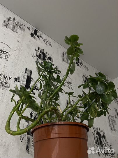 Комнатное растение каланхоэ