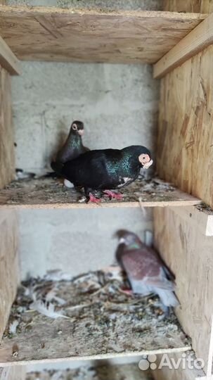 Голуби порода 