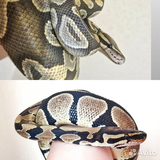Змея питон в аренду для фотосессии