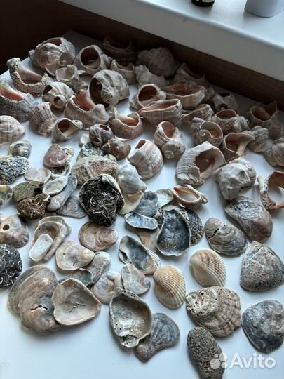 Морские ракушки