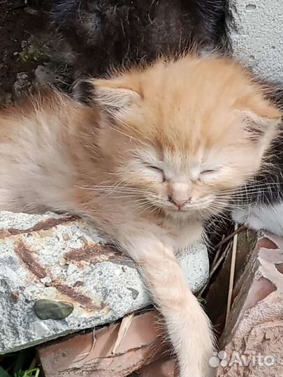 Кошка в дар бесплатно