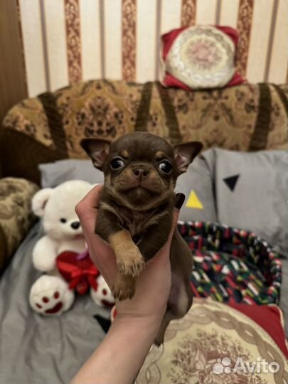 Чихуахуа мини шоколодная