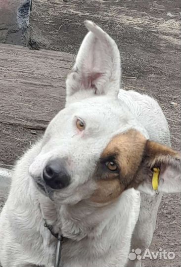 Собака в добрые руки