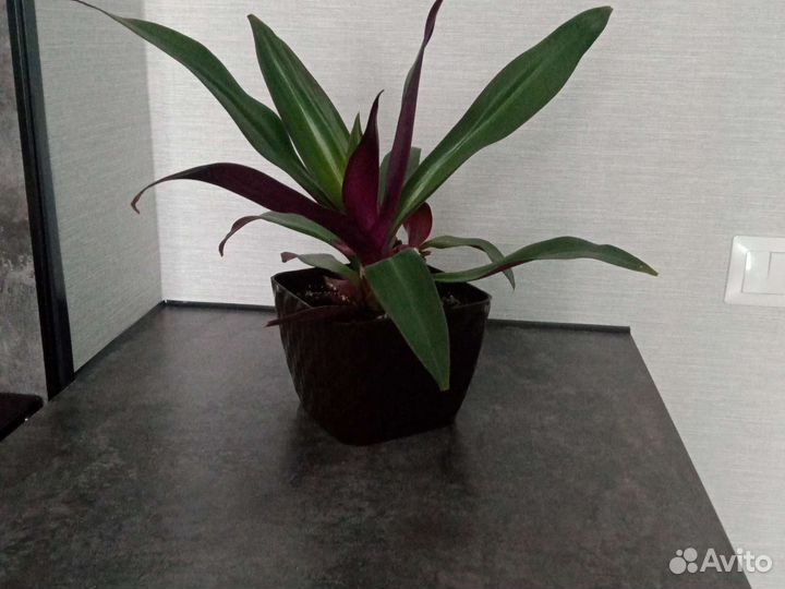 Традесканция рео