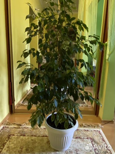 Фикус бенджамина большой