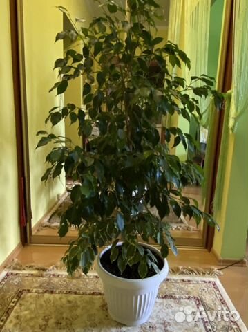 Фикус бенджамина большой