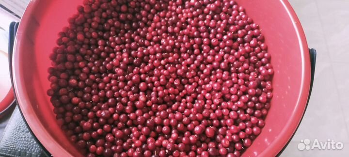 Брусника,черника