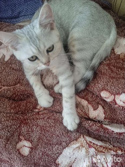 Британский кот