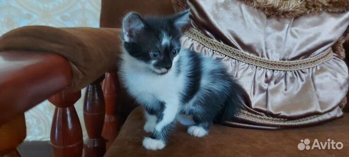 Британский котик