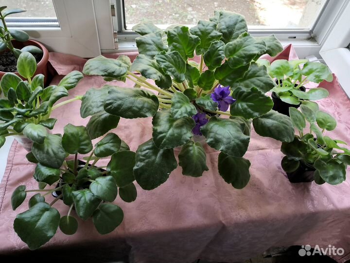 Комнатные цветы фиалки