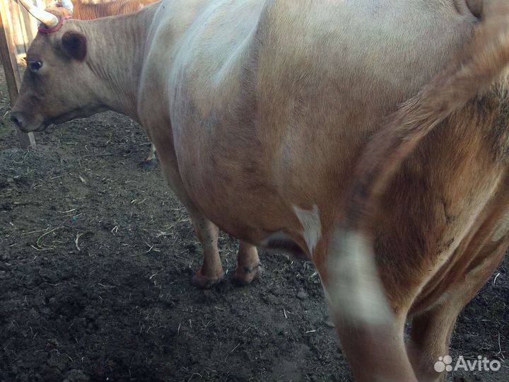 Корова дойная